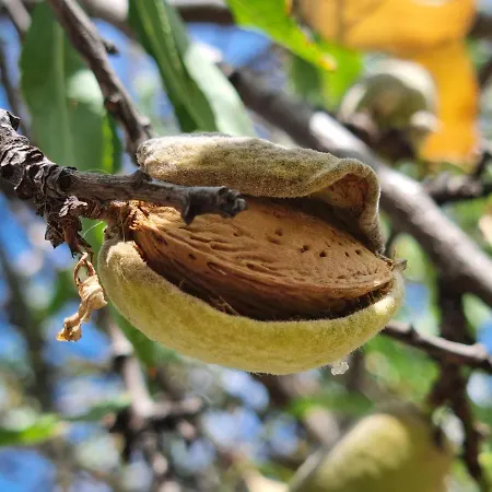 Herczeg-fekete Birtokkoezpont * Шимонторня